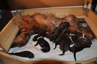 Jamniki d�ugow�ose